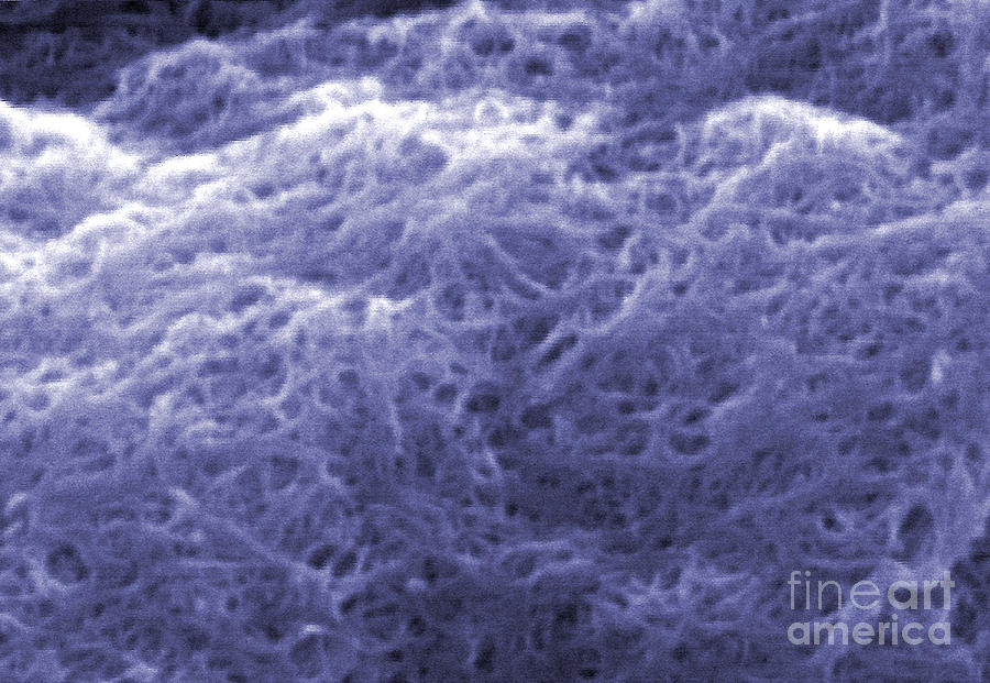 Carbon Nanotubes, Sem Photograph by NIST/Science Source