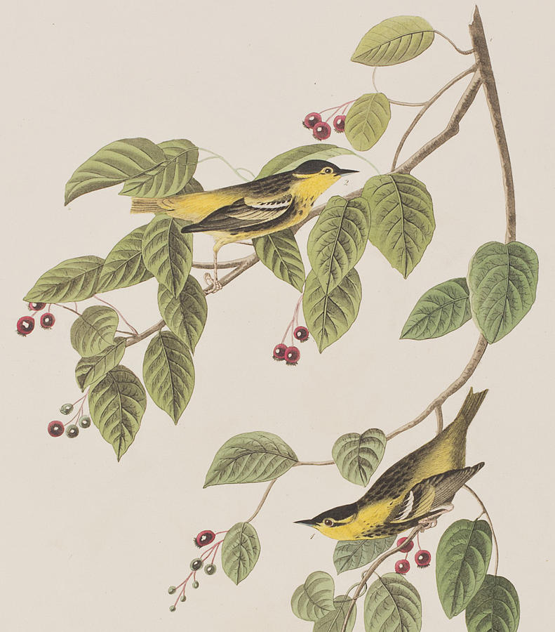 John James Audubon Painting - Carbonated Warbler by John James Audubon