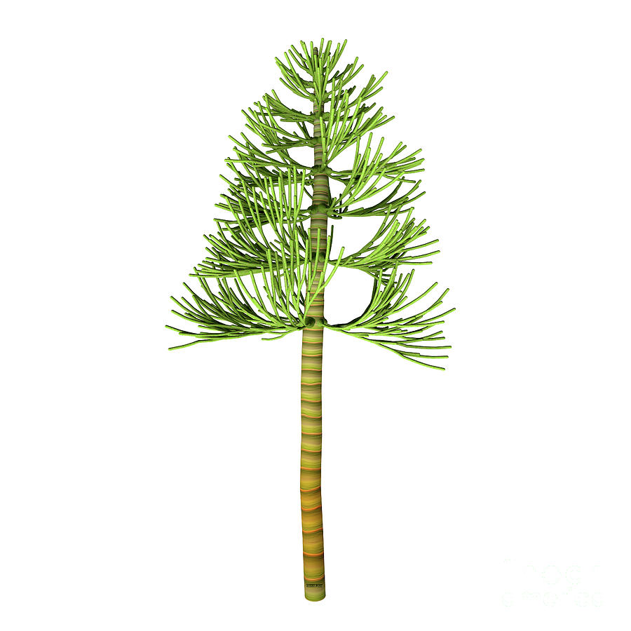 Carboniferous Pine Tree Digital Art by Corey Ford