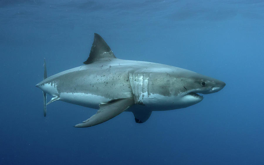 Great White Shark Photograph - Carcharodon carcharias...aka the Great White Shark by Shane Linke
