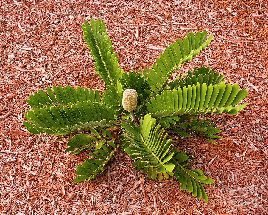 Cardboard Palm or Cyad Photograph by Allan Hughes - Fine Art America