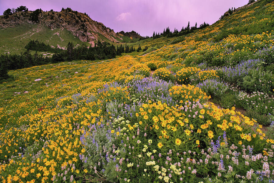 Cardiff Pass Sunset and Wildflowers - Alta, Utah Photograph by Brett Pelletier