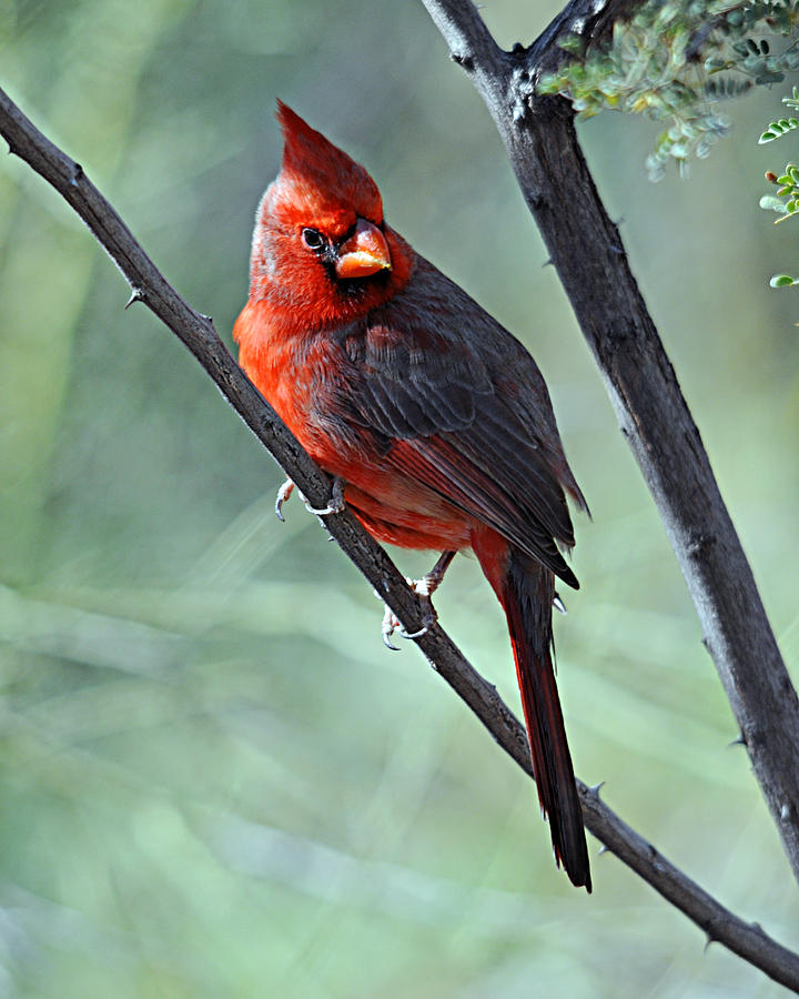 Cardinal 1 Photograph by Diana Douglass