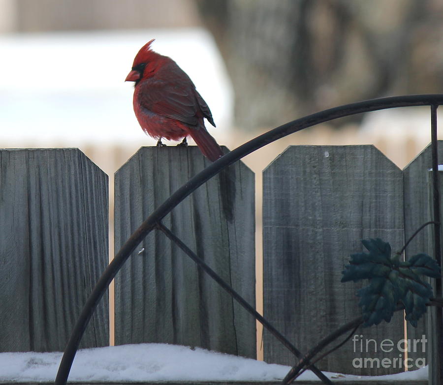 Cardinal Photograph - Cardinal 2 by Sheri Simmons