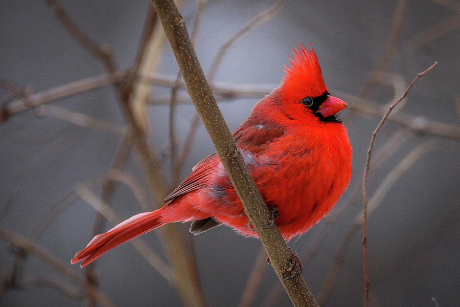 Cardinal 2 Photograph by Tony HUTSON