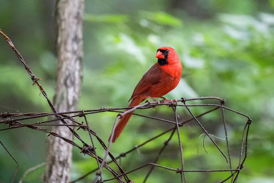 Cardinal 2016 03 Photograph by Jim Dollar
