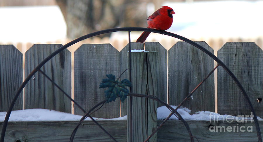 Cardinal Photograph - Cardinal 3 by Sheri Simmons