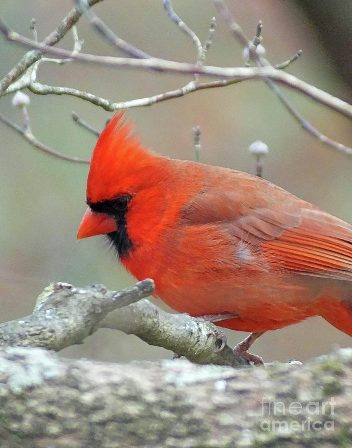 Cardinal 59 Photograph by Lizi Beard-Ward