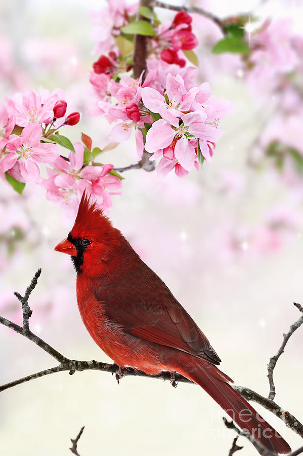 Cardinal Photograph - Cardinal Amid Spring Tree Blossoms by Stephanie Frey