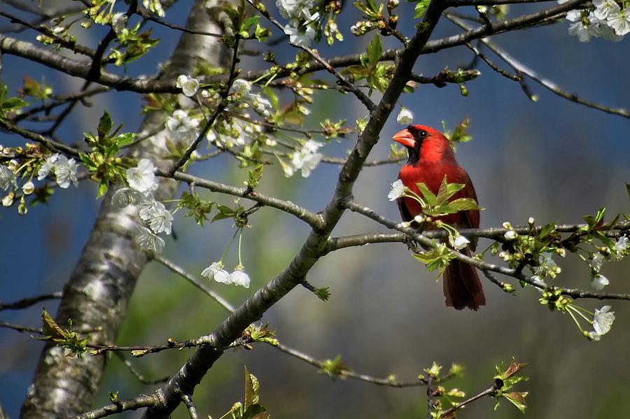 Cardinal Among the Blossoms Photograph by John Benedict