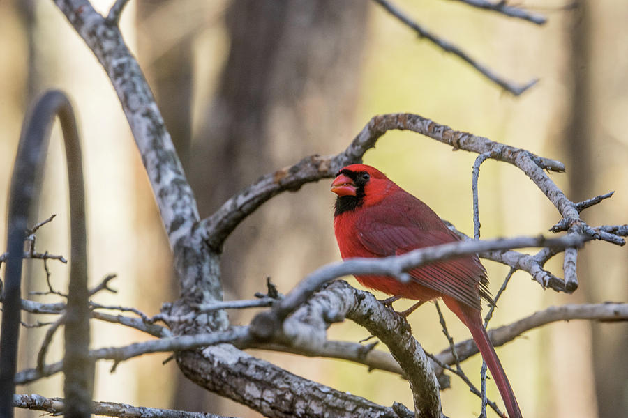 Cardinal Among the Branches Photograph by Douglas Barnett