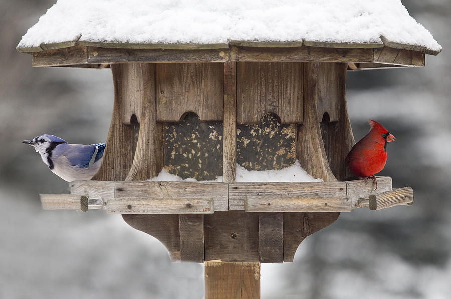 starling proof peanut feeder