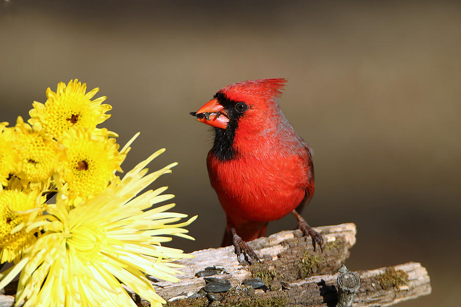 Cardinal and Chrysanthemums Photograph by Sheila Brown