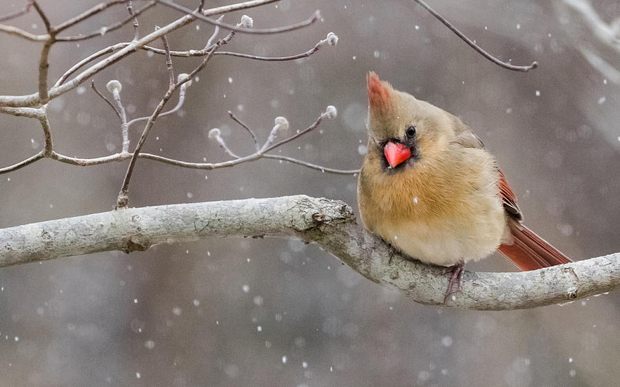 Cardinal and Falling Snow Photograph by Lori Coleman