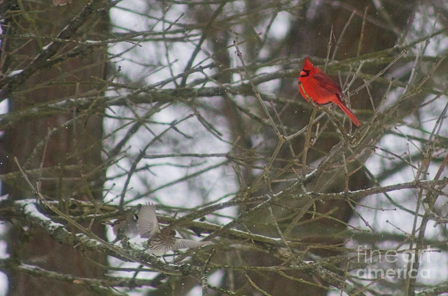 Cardinal and Friends Photograph by Ty Shults
