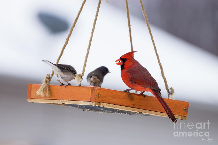 Cardinal And Juncos Photograph by Jennifer White