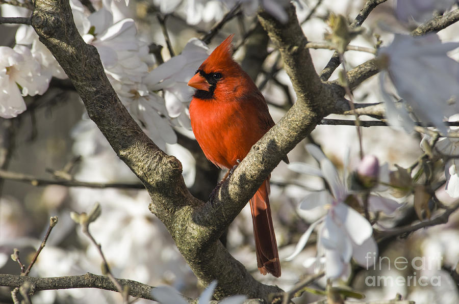 Northern Cardinal and Magnolia 1 - D009892 Photograph by Daniel Dempster