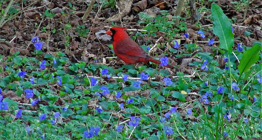 Cardinal and Purple Flowers Photograph by Carl Moore