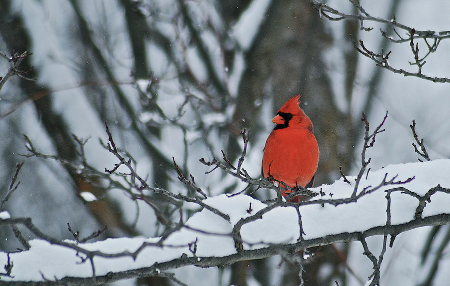 Cardinal Photograph - Cardinal and snow by Michael Peychich