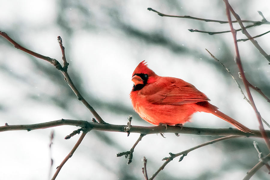 Cardinal and White Photograph by Todd Klassy