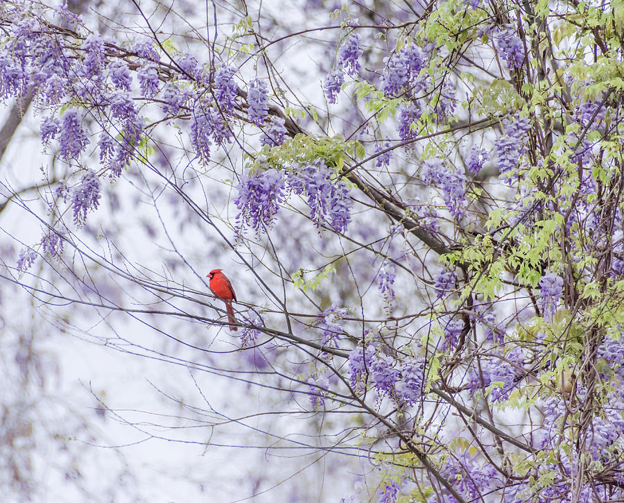 Cardinal and wisteria Photograph by Andrea Anderegg
