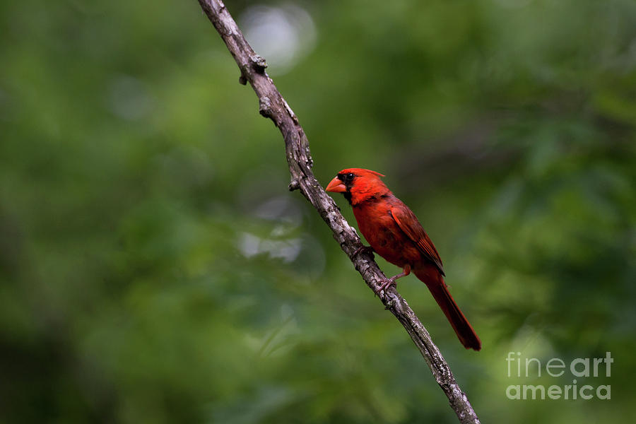 Cardinal Photograph by Andrea Silies