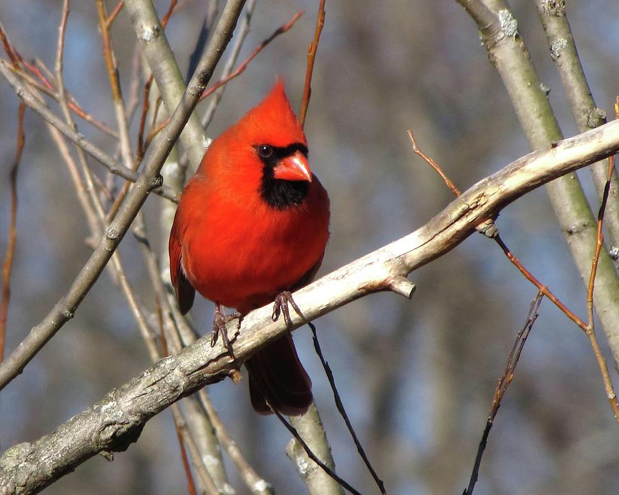 Cardinal Photograph by Ann Bridges
