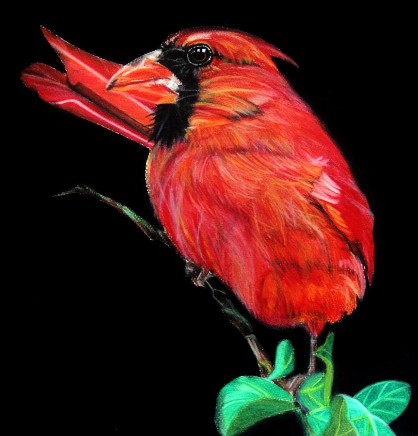 Cardinal Drawing by Ann Supan Fine Art America