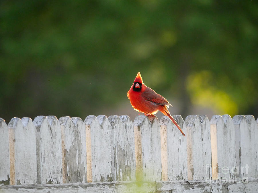 Cardinal at Dawn Photograph by Rachel Morrison