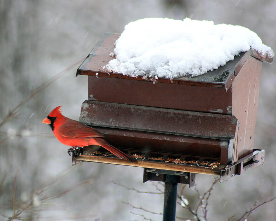 Cardinal at Feeder Photograph by George Jones