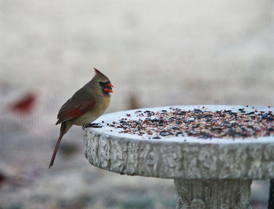 Cardinal At Feeding Station Photograph