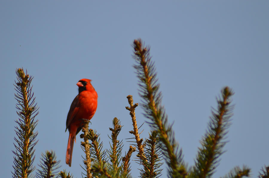 Cardinal Atop A Pine Tree Photograph by Belinda Stucki