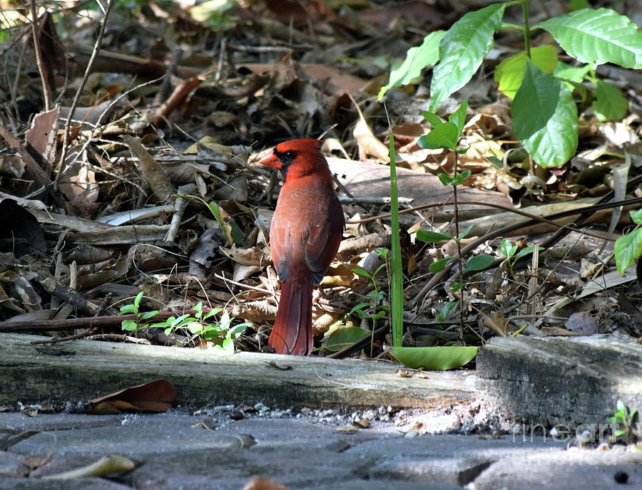 Cardinal Photograph - Cardinal Back View by William Tasker