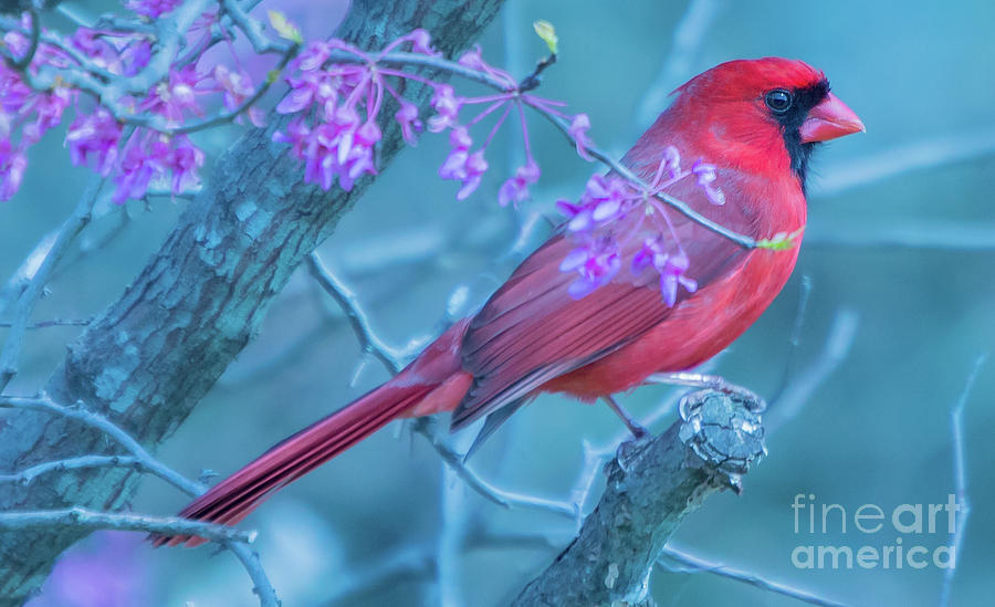 Cardinal Beauty Photograph