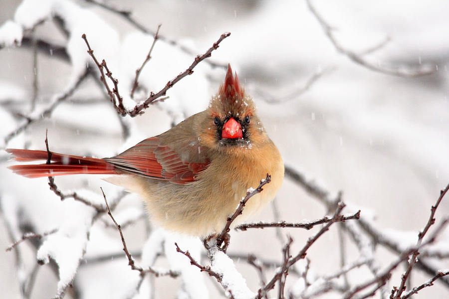 Cardinal Beauty Photograph by Trina Ansel