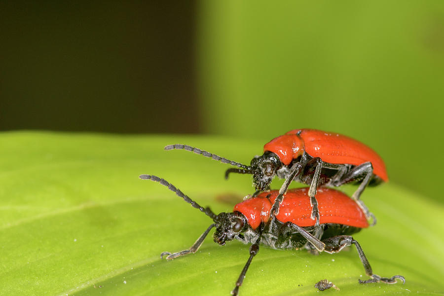 Cardinal Beetle  Photograph by Chris Smith