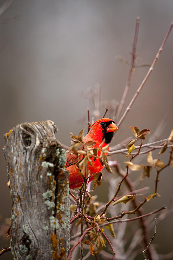 Cardinal behind Fence Post Photograph by Jeff Phillippi