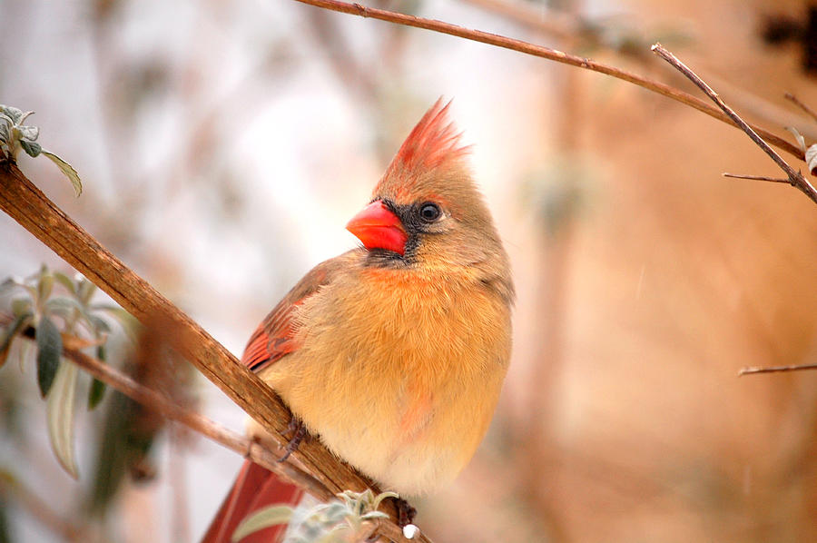 Cardinal Bird Female Photograph by Peggy Franz