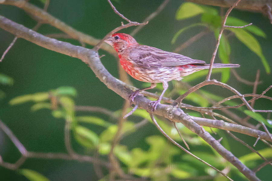 Cardinal Bird In The Wild In South Carolina Photograph by Alex Grichenko
