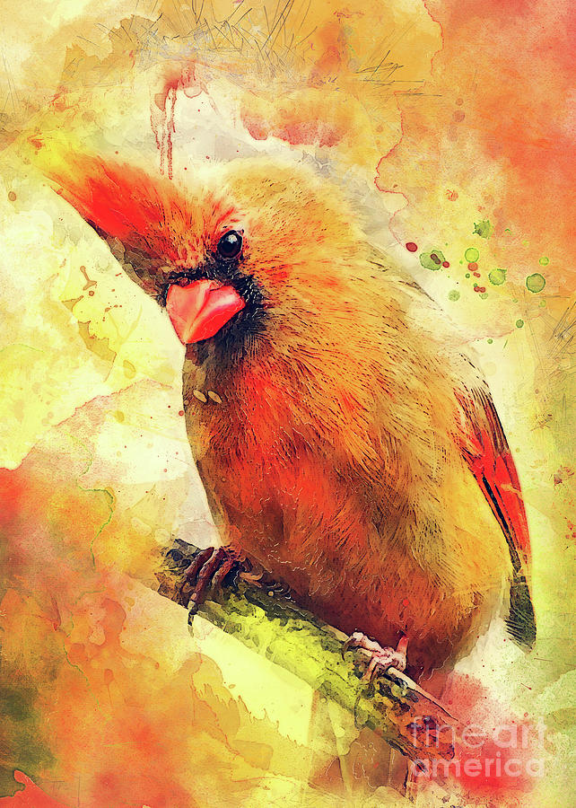 Cardinal Bird Digital Art