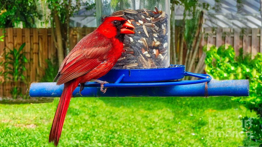 Cardinal Bird Photograph by Larry Mulvehill
