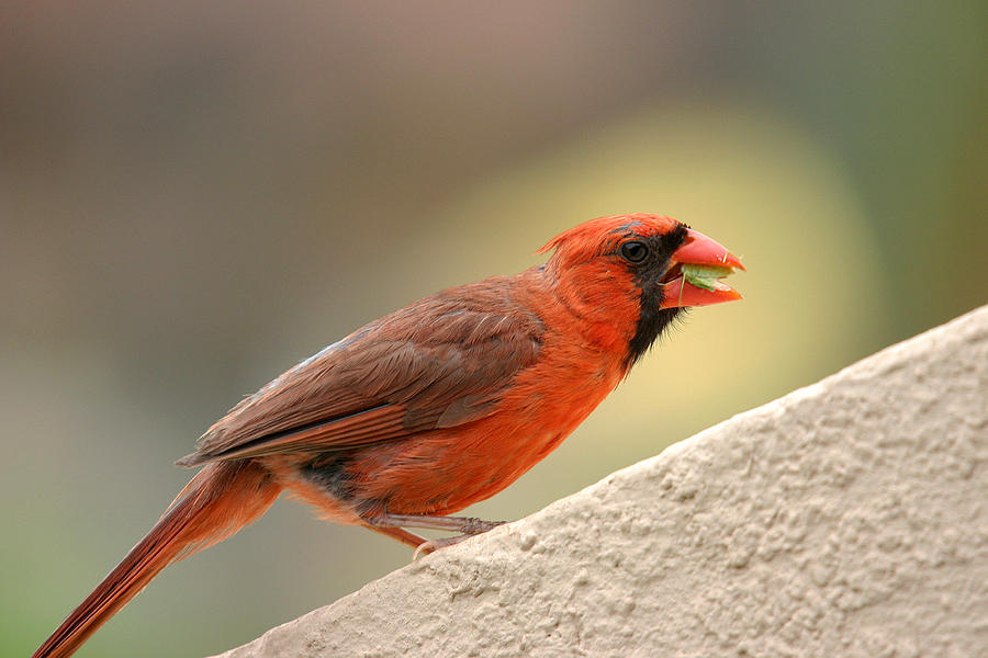 Cardinal Bird Maui Hawaii Photograph