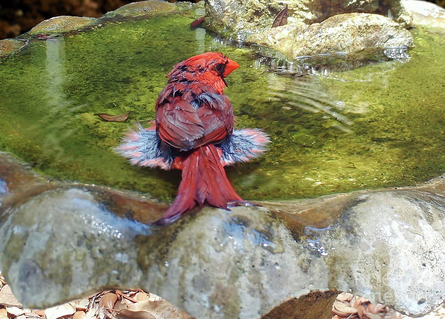 Cardinal - Bird - Tutu Photograph by D Hackett