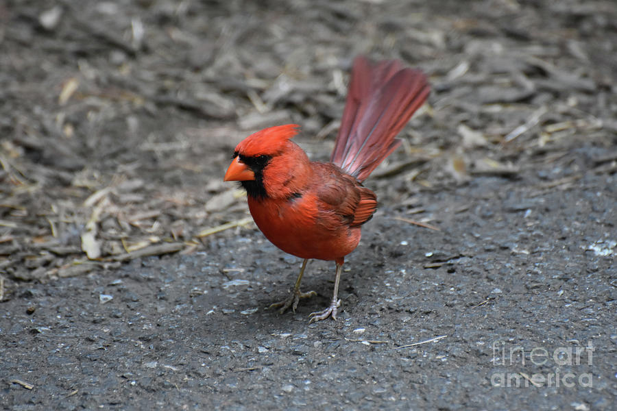 Cardinal Bird with His Tail Feathers Fanned Photograph by DejaVu Designs