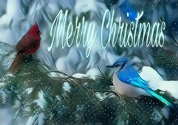 Cardinal Blue Jay Christmas Photograph by Judy Genovese - Fine Art America