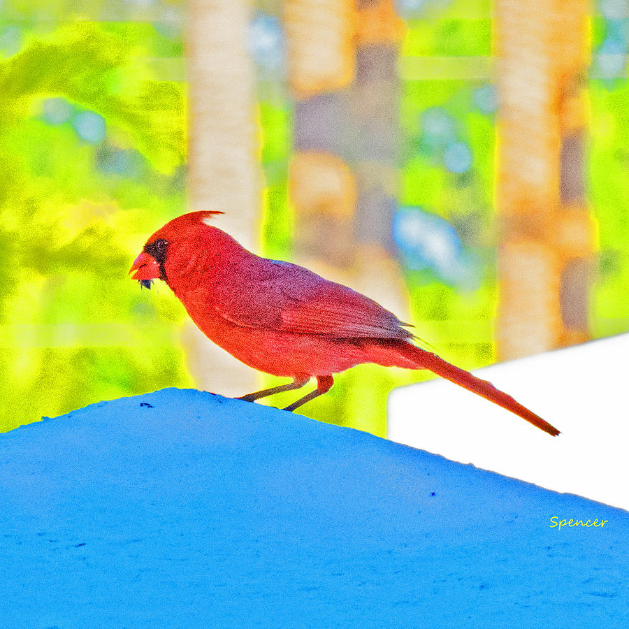 Cardinal Blue Photograph by T Guy Spencer