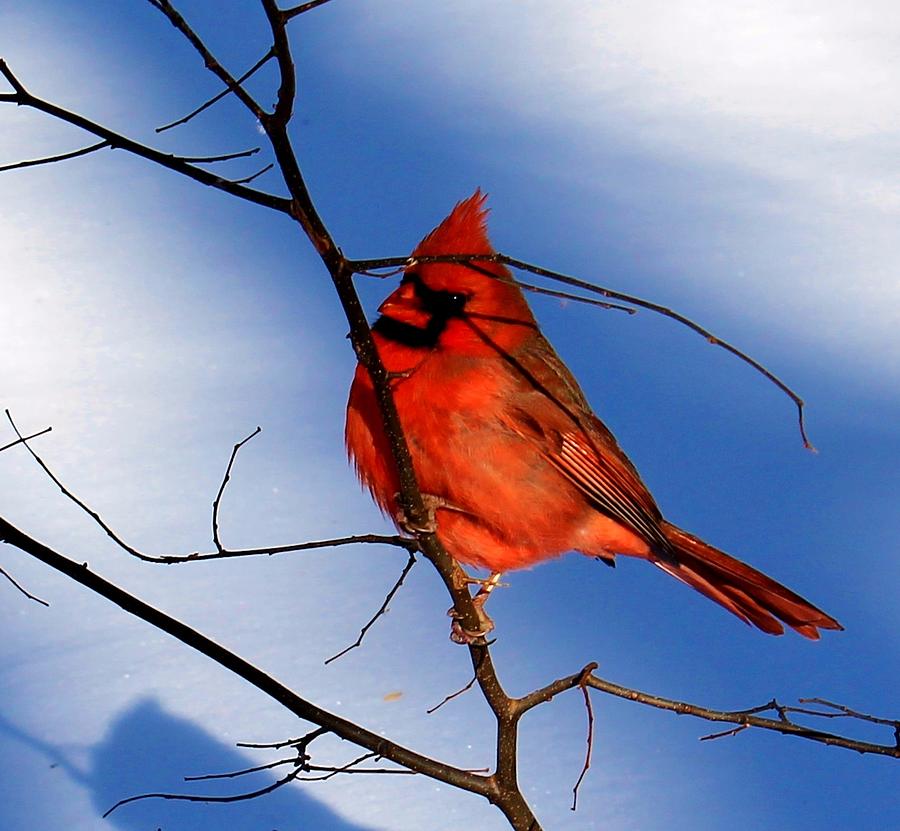 Cardinal Photograph by Catie Canetti
