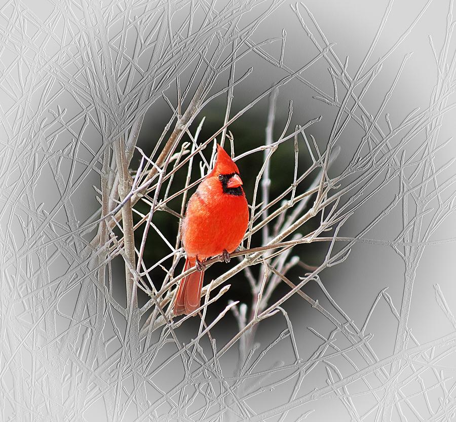 Cardinal Photograph - Cardinal Centered by MTBobbins Photography