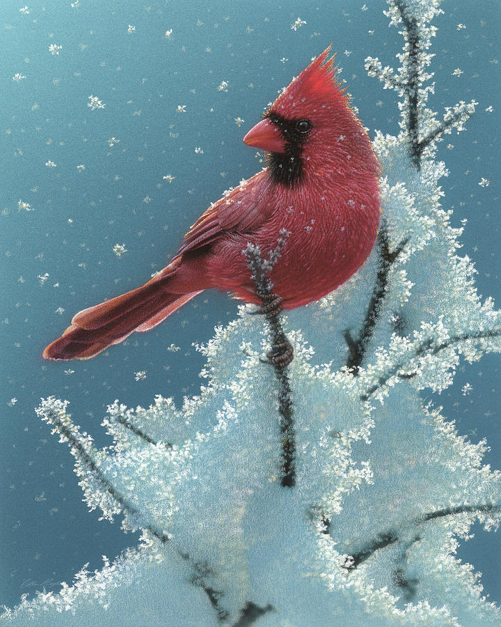 Bird Painting - Cardinal - Cherry on Top by Collin Bogle