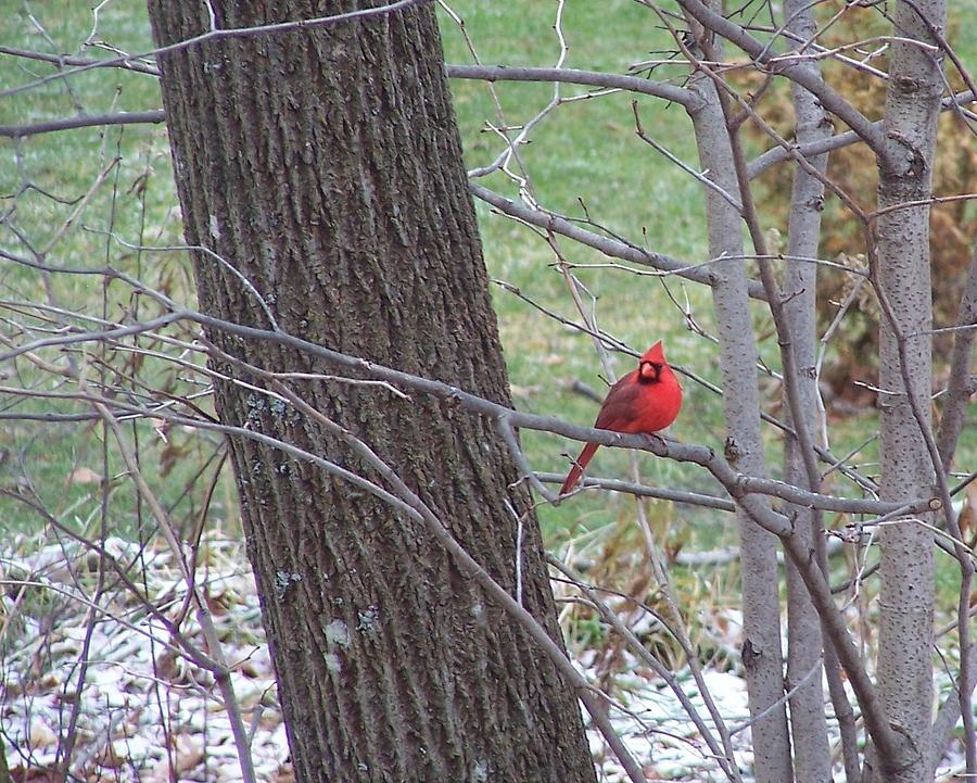 Cardinal Chirping spring Is Coming Photograph